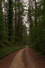footpath in the forest in spain