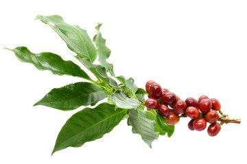 Coffee berries and leaves coffee on branch, White background.