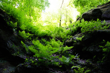 Fototapeta premium waterfall in the forest