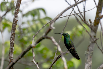 Panama - Isla Colon Botanical Garden - White-vented Plumeleteer