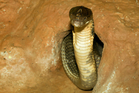 Close up  king cobra in cave is dangerous snake at garden thailand