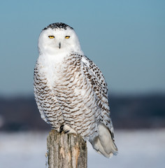 Female Snowy Owl Sitting on Fence Post, Portrait