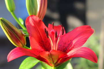 Fototapeta na wymiar close up of red flower