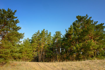 Obraz premium Pines on the sand against the blue sky. Pine forest