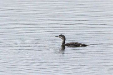 Red-throated loon (Gavia stellata)