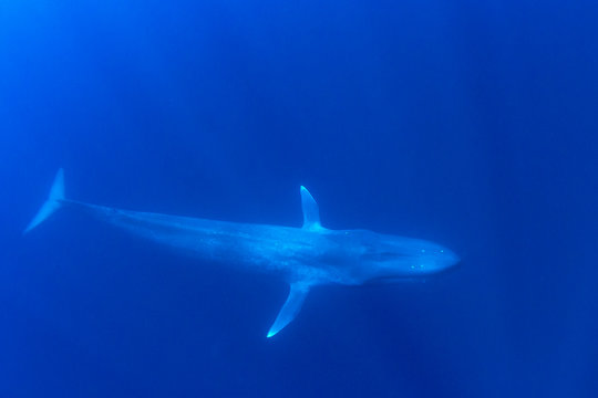 Pygmy Blue Whale 