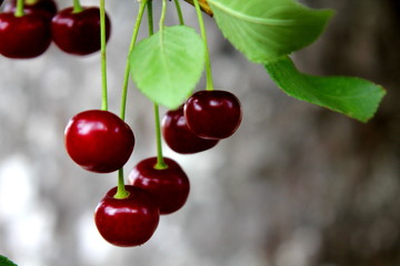 cherries on tree