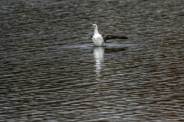 Red-throated loon (Gavia stellata)