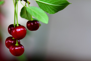 cherries on a branch