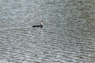 Red-throated loon (Gavia stellata)