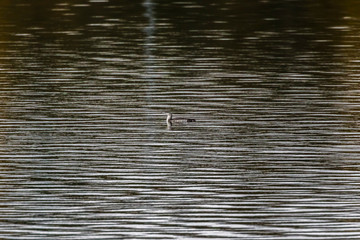 Red-throated loon (Gavia stellata)