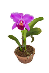 Pink cattleya flower in a pot with white background