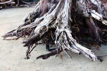 Tree roots on the beach.