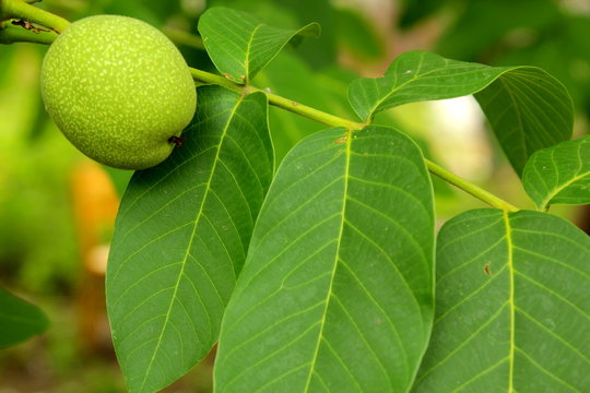 walnut tree with fruits