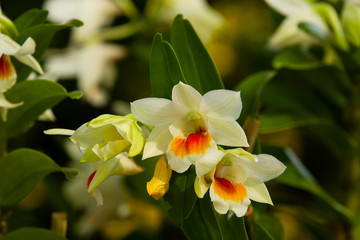 Obraz premium Beautiful yellow orchid flower tree.
