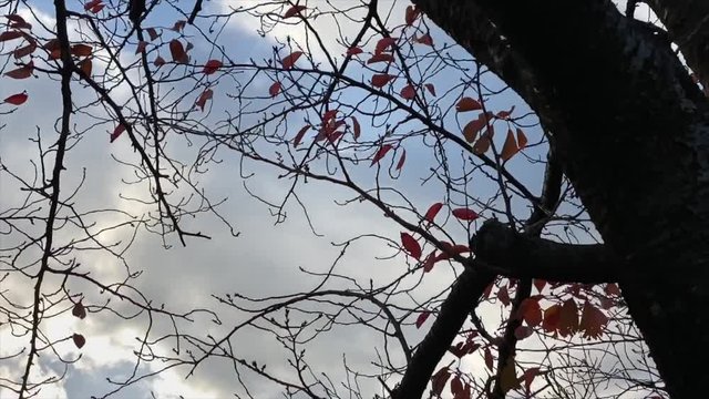 夕空に浮かぶ枯れ枝のシルエット 夕陽 夕雲 紅葉 桜並木 桜 初冬 回転 ポイントオブインタレスト スロー B-roll 桜紅葉_v40_00525(IMG_4872_4_MOV)