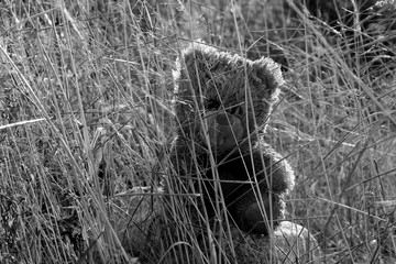 brown bear cub © Artem