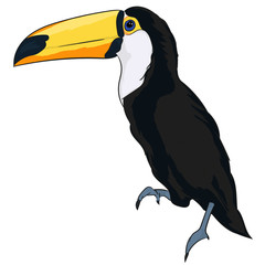 cartoon toucan, tukan, exotic bird,flying,bird,kreskówkowy tukan © Joanna