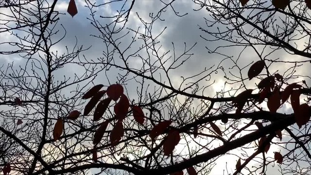 夕空に浮かぶ枯れ枝のシルエット 夕陽 夕雲 紅葉 桜並木 桜 初冬 左にトラック B-roll 桜紅葉_v37_00522(IMG_4872_1_MOV)