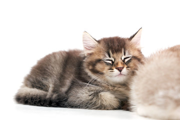 Side view of sleeping grey kitten.
