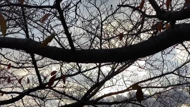 夕空に浮かぶ枯れ枝のシルエット 夕陽 夕雲 紅葉 桜並木 桜 初冬 左にトラック スロー B-roll 桜紅葉_v39_00524(IMG_4872_3_MOV)