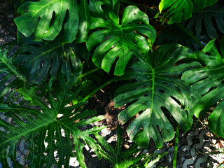 Tropical jungle Monstera leafs in garden, Natural green leaves