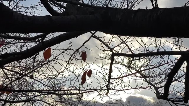 夕空に浮かぶ枯れ枝のシルエット 夕陽 夕雲 紅葉 桜並木 桜 初冬 左にトラック スロー B-roll 桜紅葉_v38_00523(IMG_4872_2_MOV)