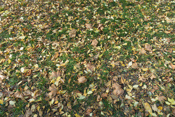 Different fallen leaves on green grass in October