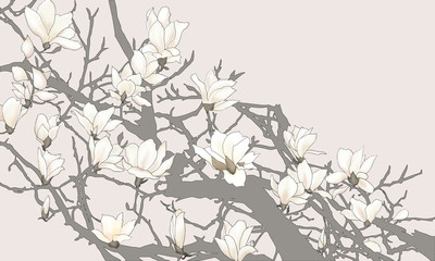 Illustration of Magnolia, Mokuren, Japanese magnolia