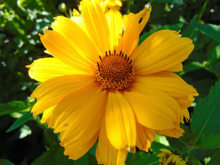 Yellow flower with brown stamens close-up.