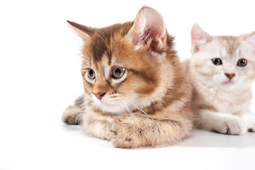 Front view of two adorable kittens.