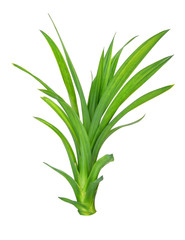  Pandan Leaves isolated on white