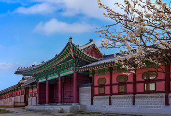 Fototapeta premium Gyeongbokgung Palace with cherry blossom in spring,Seoul,South Korea.