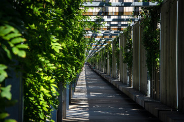 bridge in forest