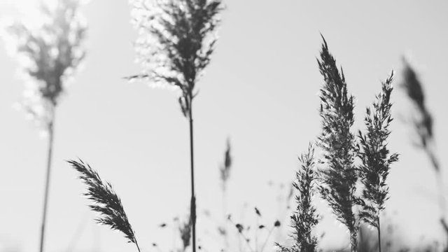 Black and white video footage of beautiful sunny long wild grass isolated on clear sky background. Plants with soft sunset bakclight. 