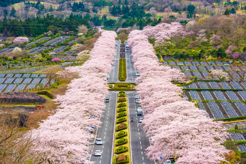 Fuji Reien Cemetery, Shizuoka, Japan in spring. © SeanPavonePhoto