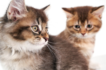 Crop of two brown baby cats.
