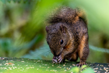 Panama - Cerro Punta - Parque Nacional La Amistad - Montane Squirrel