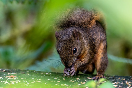Panama - Cerro Punta - Parque Nacional La Amistad - Montane Squirrel
