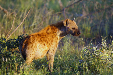 The spotted hyena (Crocuta crocuta), also known as the laughing hyena standing in dense grass. Hyena in backlight.