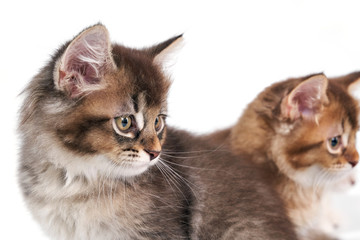 Front view of two brown baby cats.