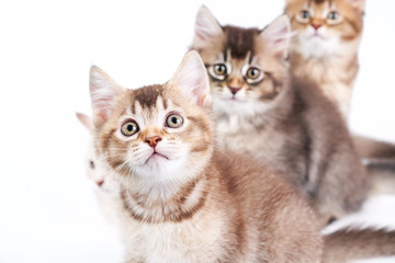 Three kittens sitting one by one.
