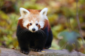 Obraz premium The red panda (Ailurus fulgens) , fire fox or lesser panda, the red bear-cat, and the red cat-bear, portrait in the afternoon light.Red panda on a branch with colorful background.