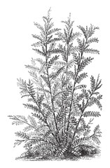 Liquorice or licorice - Glycyrrhiza Glabra (Medicinal plant) - Vintage illustration from Meyers Konversations-Lexikon 1897