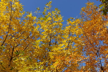 Leafage of ash tree in various shades of yellow in October