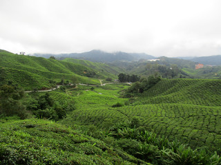 Fototapeta na wymiar Valley filled with green tea leaves ready to be picked on rolling hills, Cameron Highlands, Malaysia