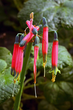 Phaedranassa cinerea is a species of plant that is endemic to Ecuador. Red flowers of the Ecuadorian endemic plant.