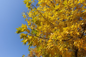 Ornamental autumnal foliage of ash tree against blue sky in October