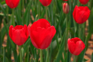 Fototapeta na wymiar Tulips flowers in the garden