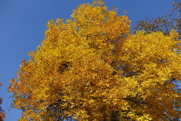 Warm colors of autumn - foliage of ash tree against blue sky